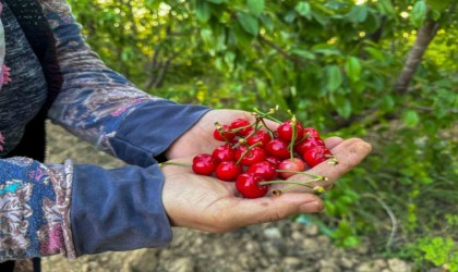 Kuzey yarımkürenin ilk kirazı hasat edildi
