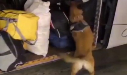 Malatyada 29 kilo 860 gram skunk ele geçirildi