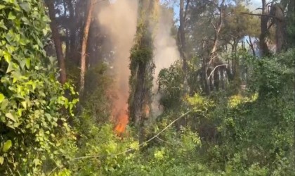 Manavgatta çamlık alanda yangın