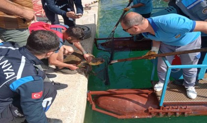Misinaya dolanan caretta için seferber oldular