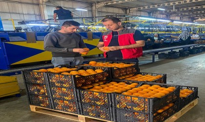 Ortacadan dünya pazarlarına ihraç ediliyor