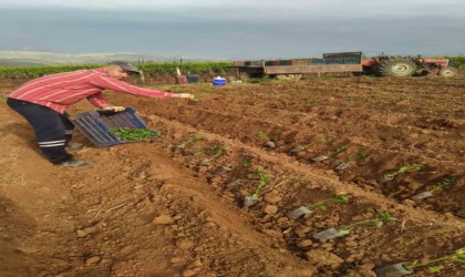 Sebze fideleri toprakla buluşuyor.