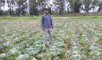 Tarlada kalan lahanayı ücretsiz dağıtıyor