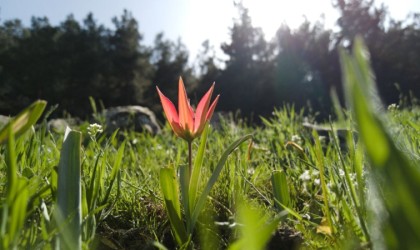 Yılda bir kez açan bu laleleri koparmanın cezası 387 bin lira