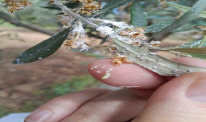 Zeytin üreticilerine önemli uyarı: Zeytin güvesi zararlısına karşı ilaçlama zamanı geldi
