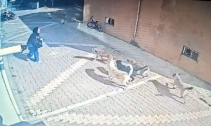 Başıboş köpekler kız öğrenciye saldırdı