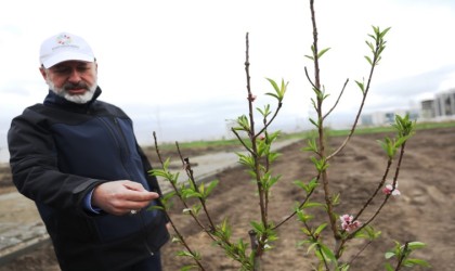 Başkan Çolakbayrakdar: “Kayserinin ilk meyve bahçeli parkı ile çocuklar dalından meyve yeme imkanı bulacak”