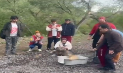 Bir yıldır veri alınamayan puhu kuşuna ulaşıldı