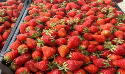 Çilek üreticinin yüzünü güldürdü