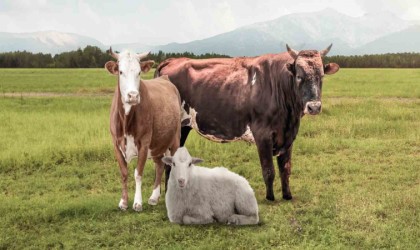 DANETten Kurban Bayramı hizmetleri