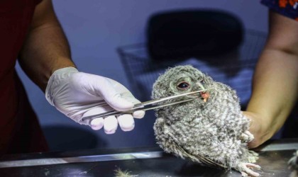 Doğada terkedilmiş bulunan 3 baykuş yavrusunu, bebek gibi beslediler