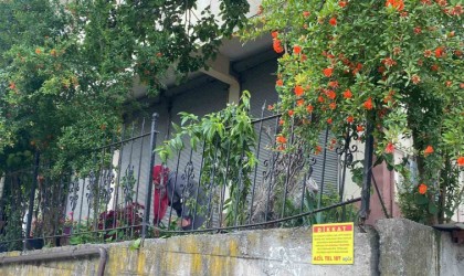 Dut toplamak için çıktığı ağaçtan düşerek demir korkuluklara saplandı