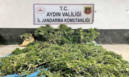 Ektikleri kenevirleri sularlarken yakalandılar