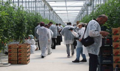 Erzincanda jeotermal serada üretilen domatesin ilk hasadına başlandı