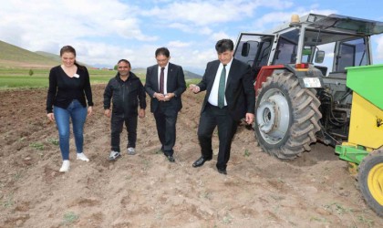 Erzurumda ilk defa mor patates ekimi yapıldı