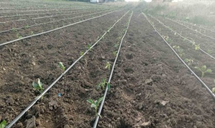 Eskişehirde geçtiğimiz günlerde yaşanan zirai don ve kırağı sonrası fideler zarar gördü