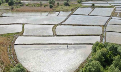 Ilgaz Dağının kar suyuyla beslenen tarlalarda çeltik ekimi başladı
