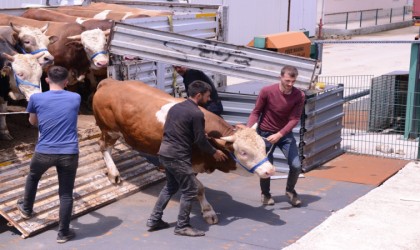 İnegöl hayvan pazarına kurbanlık girişleri başladı