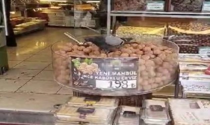 İşini bilen güvercinler kuruyemişçiyi mesken tuttu