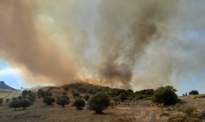 İzmirde otluk ve zeytinlik alanda yangın
