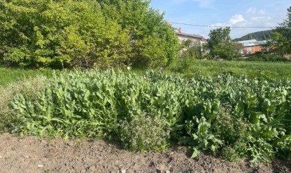 Jandarma izinsiz ekilen haşhaşı imha etti