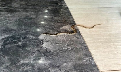 Karabükte hava sıcaklıkları sonrası yılanlar çıkmaya başladı