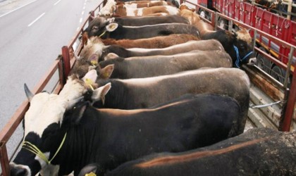 Kurbanlık sevkiyatında dikkat edilmesi gereken hususlar