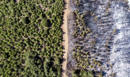 Manisada ormanlara giriş yasağı başladı