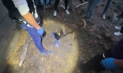 Polis köpeği Jessie, toprağa gömülü 820 bin hapı buldu