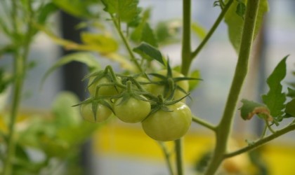 Samsunda 2 bin 252 çiftçi organik tarım yapıyor