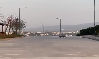 Sokak kedisi mamasını yemek isteyen tilkiye izin vermedi