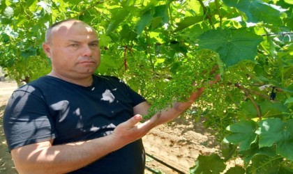 Sultaniye üzümün kalitesi yüzleri güldürdü
