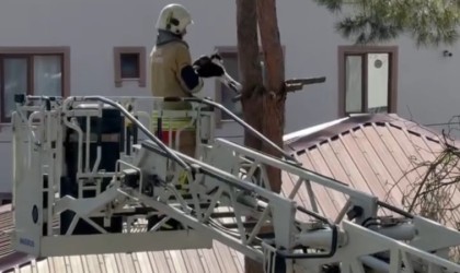 Tırnağı ağaca takılan kedi kurtarıldı