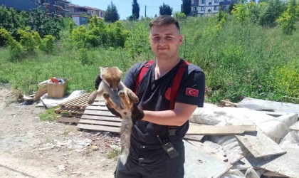 Yalovada binanın bodrumuna giren tilkiyi itfaiye kurtardı