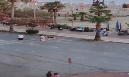 Yaya geçidinden karşıya geçmeye korkan köpeği dakikalarca beklediler