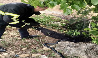 Yayladağda itfaiye ekipleri ağlarda mahsur kalan yılanı kurtardı