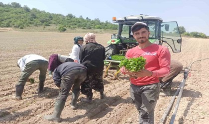 Yeşil altın fideleri toprakla buluştu