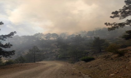 Adanada orman yangını