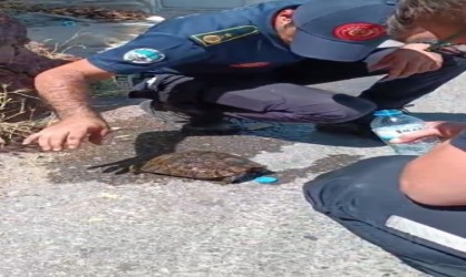 Alevlerin ortasında kalan kaplumbağaya ekiplerden yardım eli
