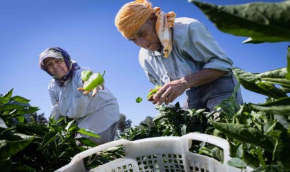 Arslanlar biberi, Urfa isotunu tahtından ediyor: İtalyanlardan özel ilgi