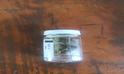 Aydında jandarma ekipleri uyuşturucuya geçit vermiyor