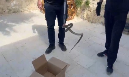 Cami avlusuna giren yılan, itfaiye ekipleri tarafından yakalandı