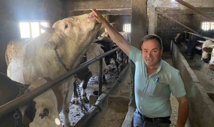 Çanakkalede 1 ton 800 kilogram ağırlığındaki boğa 340 bin TLden alıcısını bekliyor