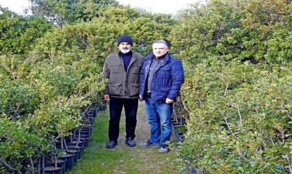 Çeşmedeki sakız ağaçlarının çevreci özelliği tespit edildi