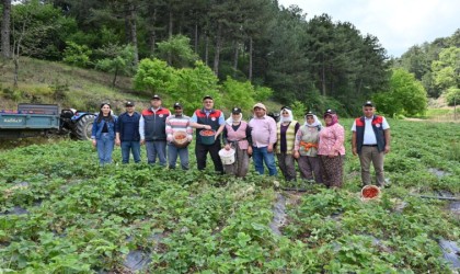 Denizli çilek üretiminde önemli bir konuma ulaştı