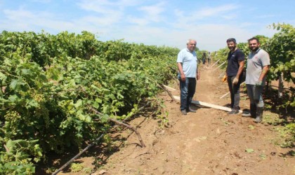 Dolu yağışının ardından üzüm bağlarında hasar tespiti başladı