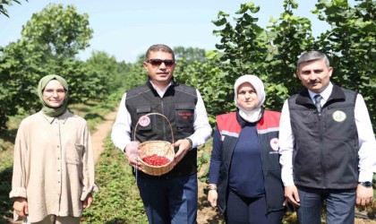 Fındığın yanında dağ çileği üretilecek