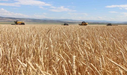 Gökhöyükte tohumluk buğday hasadı başladı: 4 bin 500 ton üretim bekleniyor