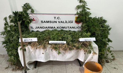 Jandarmadan yasadışı kenevir ekimi yapan şahsa gözaltı