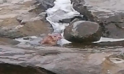 Karadenizde su samuru balık avlarken görüntülendi